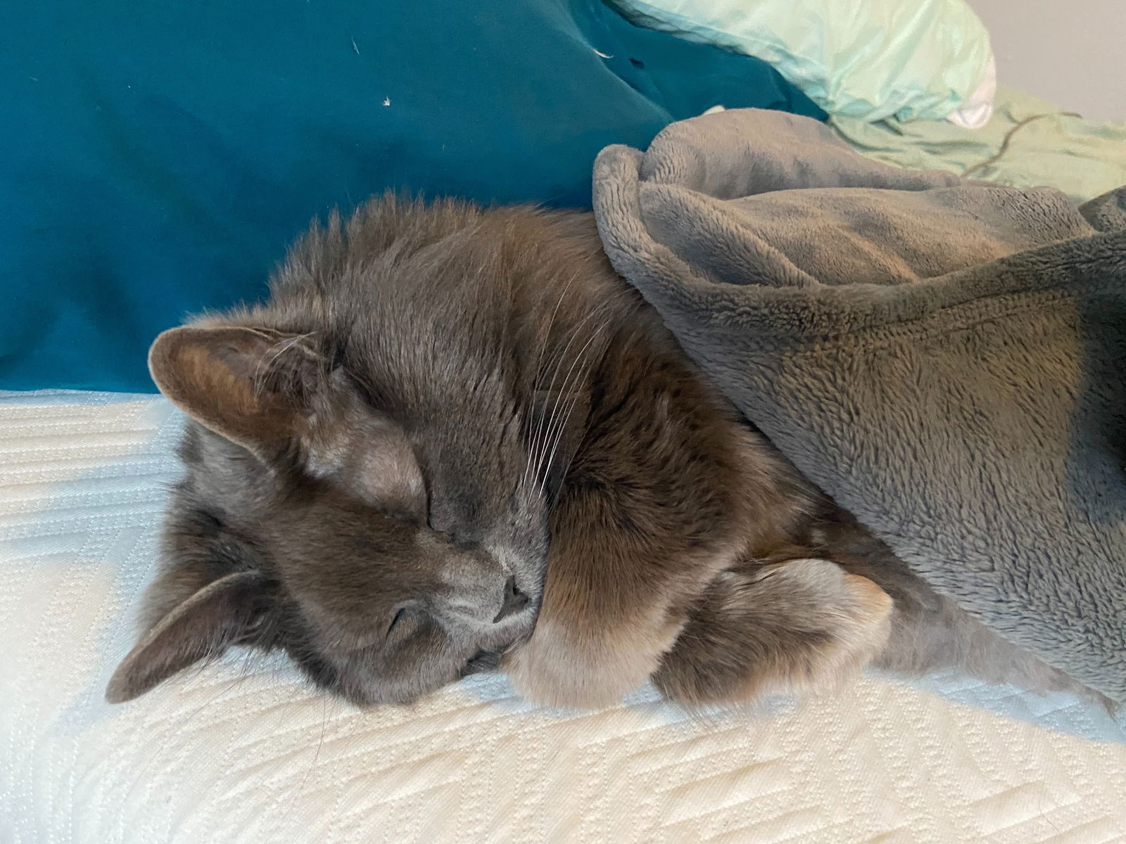 @abbythecat's avatar