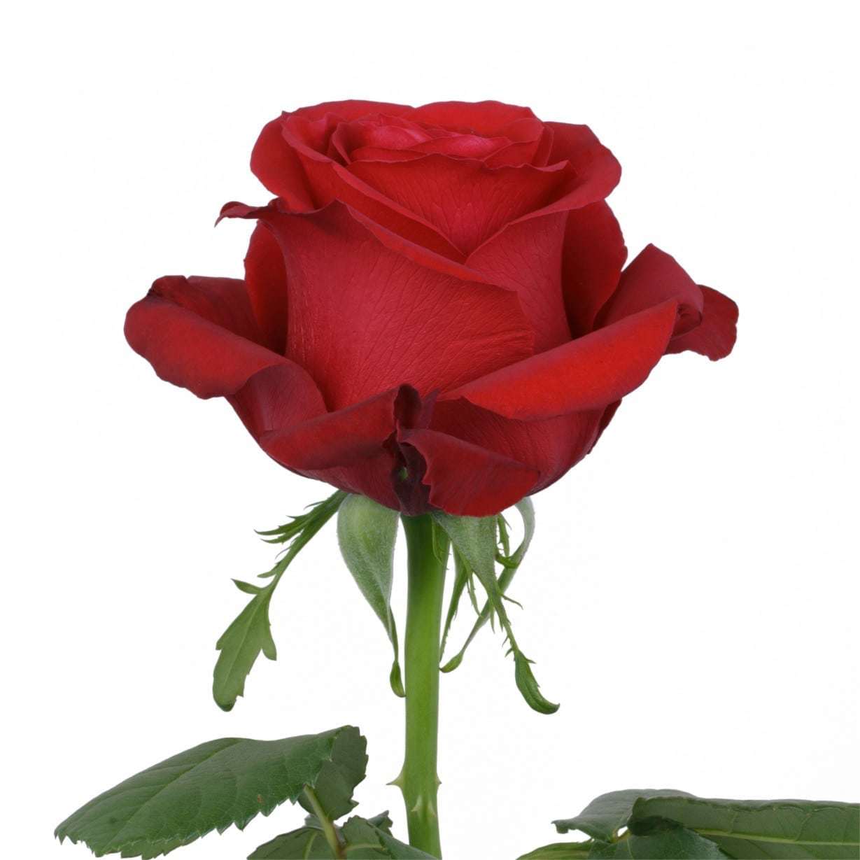 ally rose's avatar