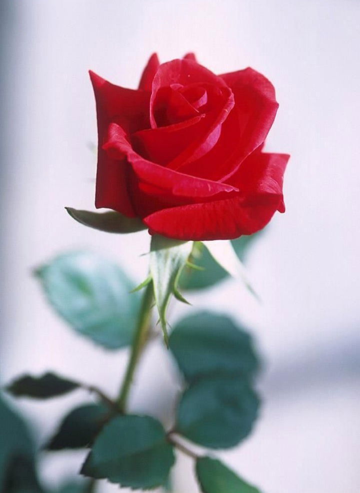 An English Rose's avatar