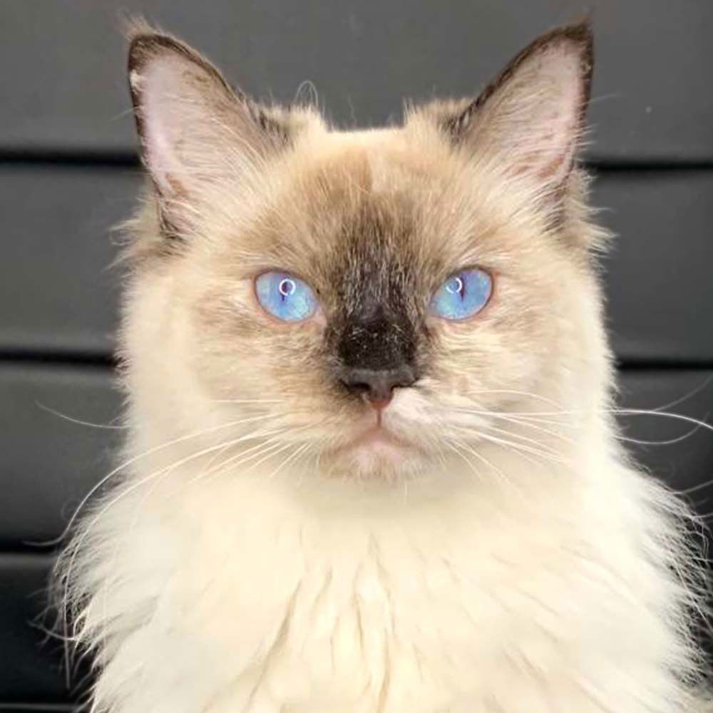 Ari The Cat's avatar