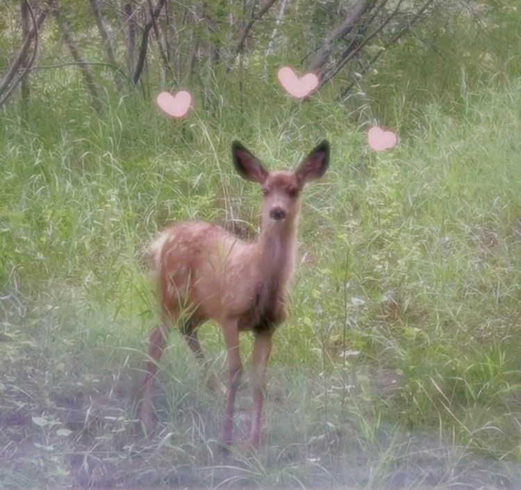 Fawn 🧚🏻🤍 NO PPV's avatar
