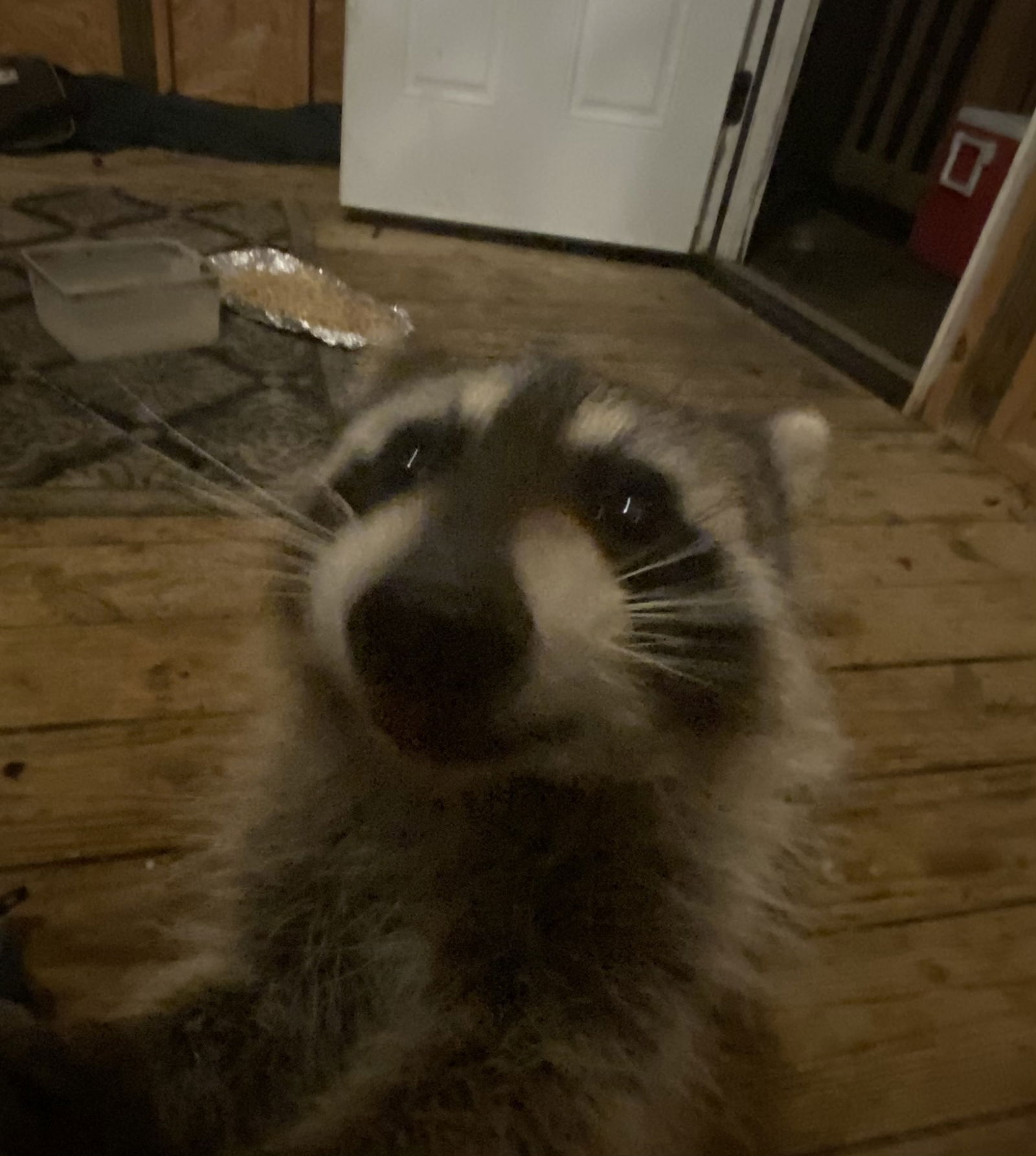 BigNaturalRaccs's avatar