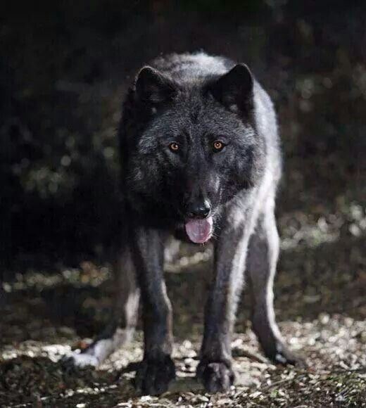 BlackWulf's avatar