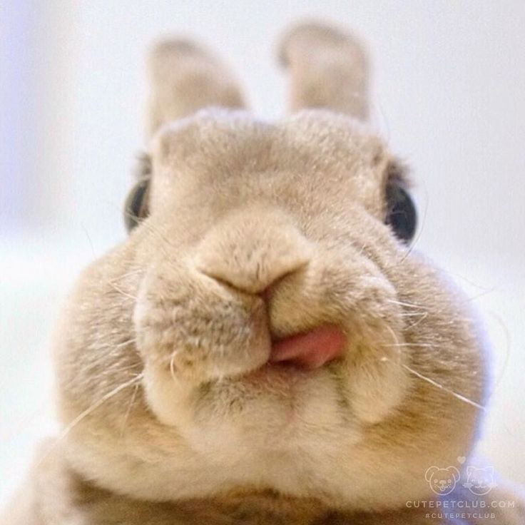 Bunny.candy.pie's avatar