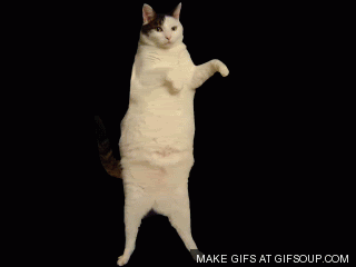 Cats Coaching