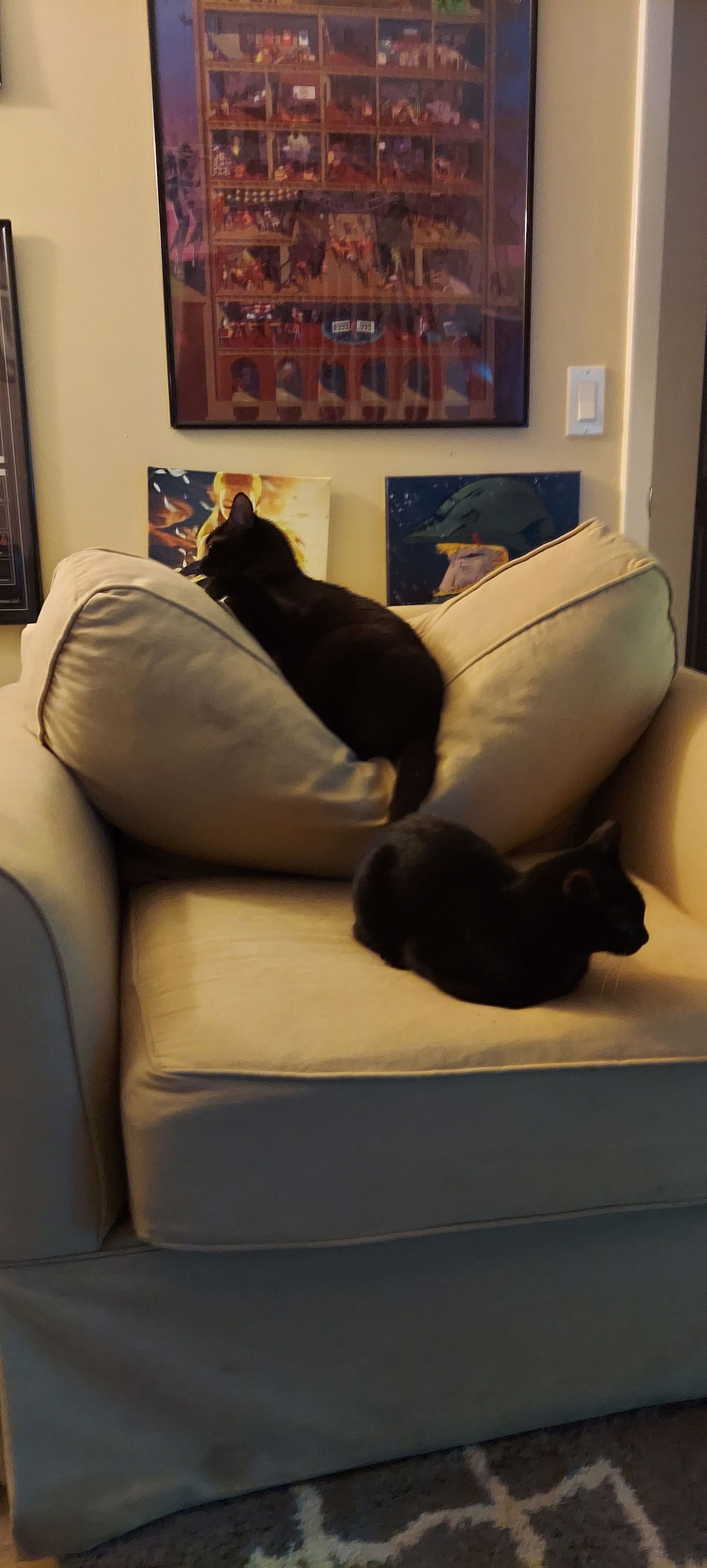 Cats!'s avatar
