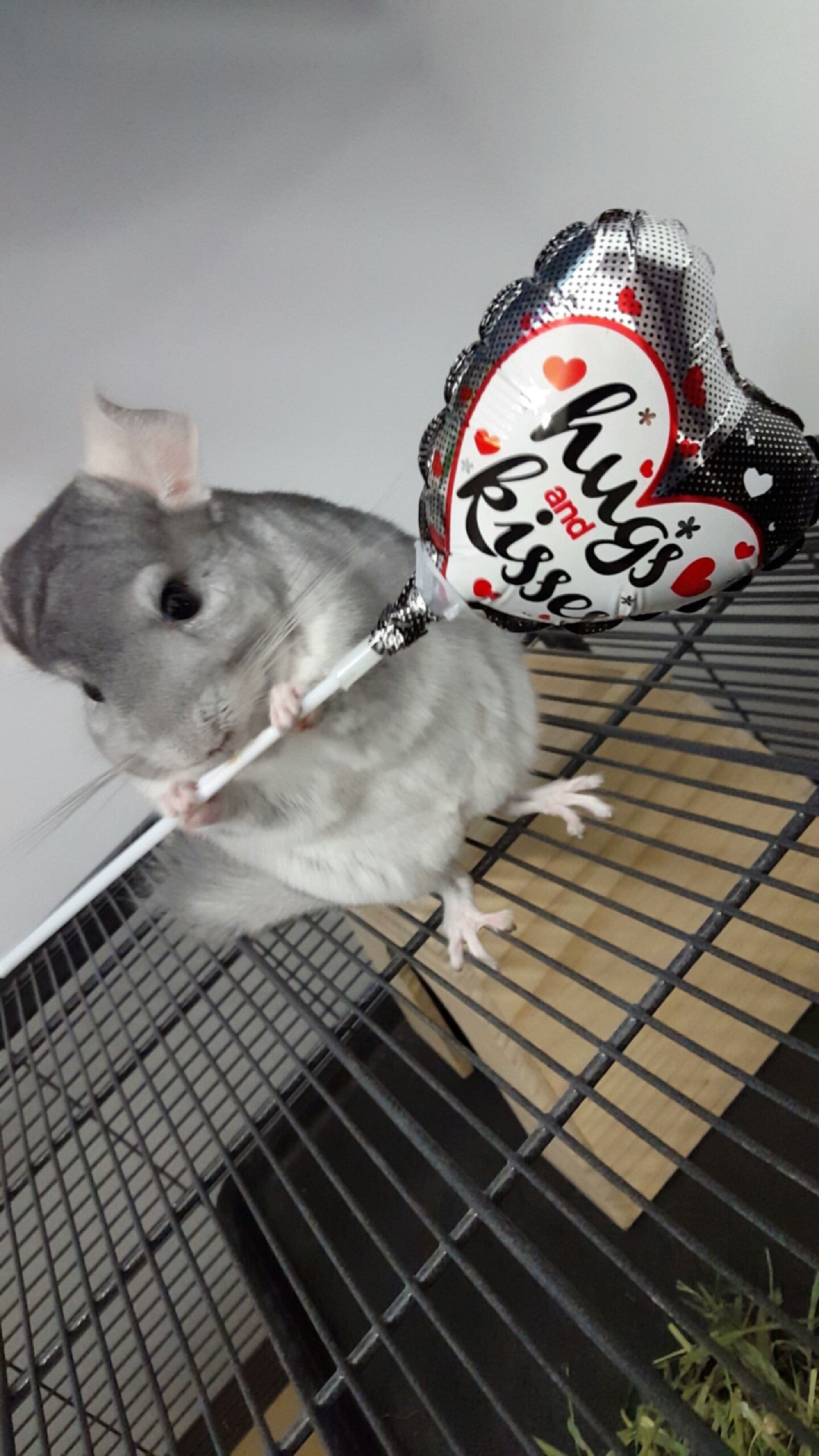 Charlie Chinchilla's avatar