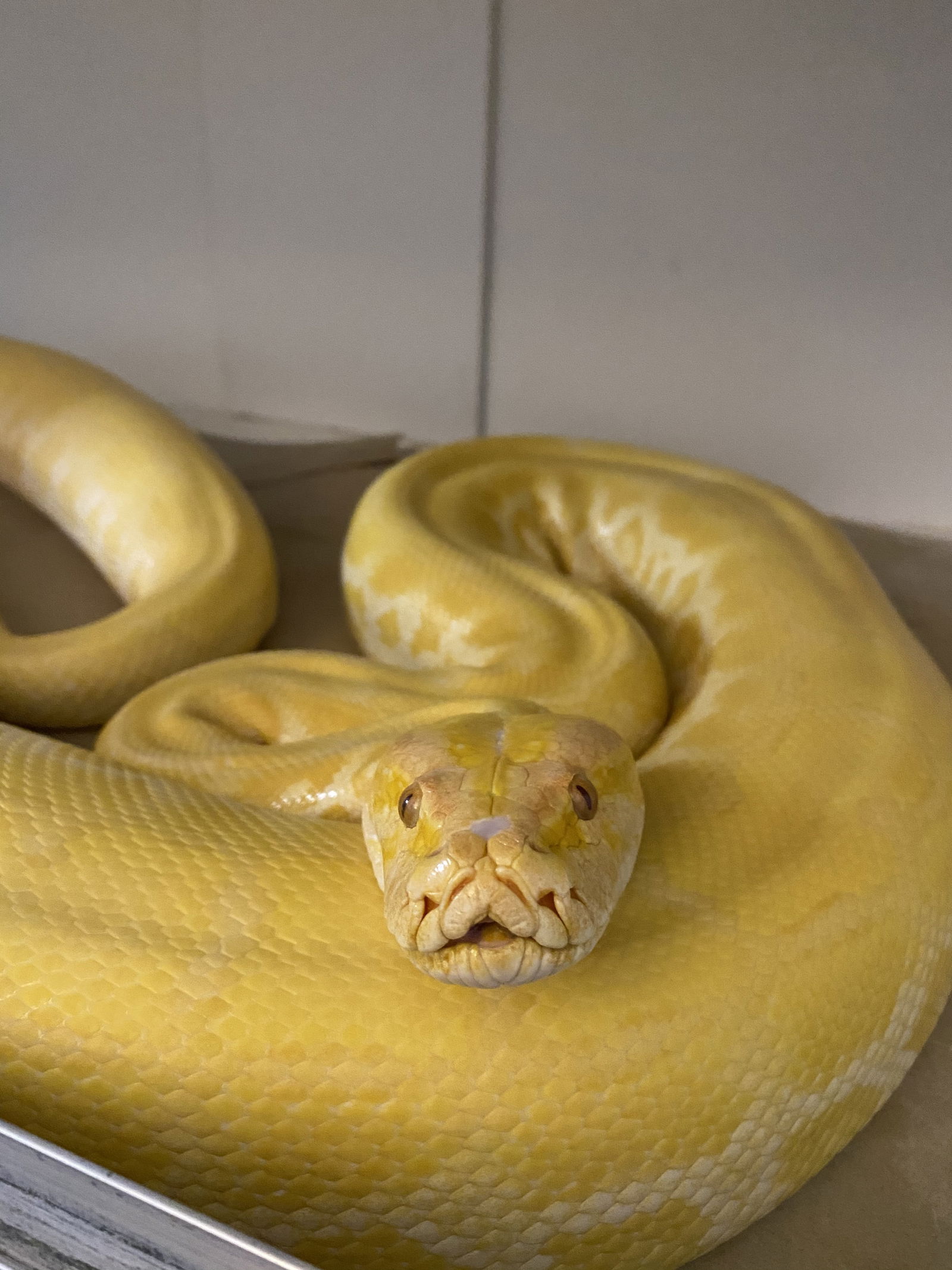 Cheddar The Python's avatar