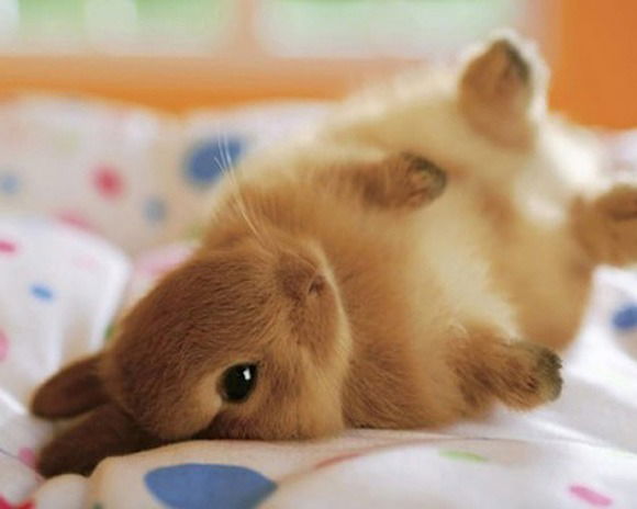 CreamiiBunniiBbw