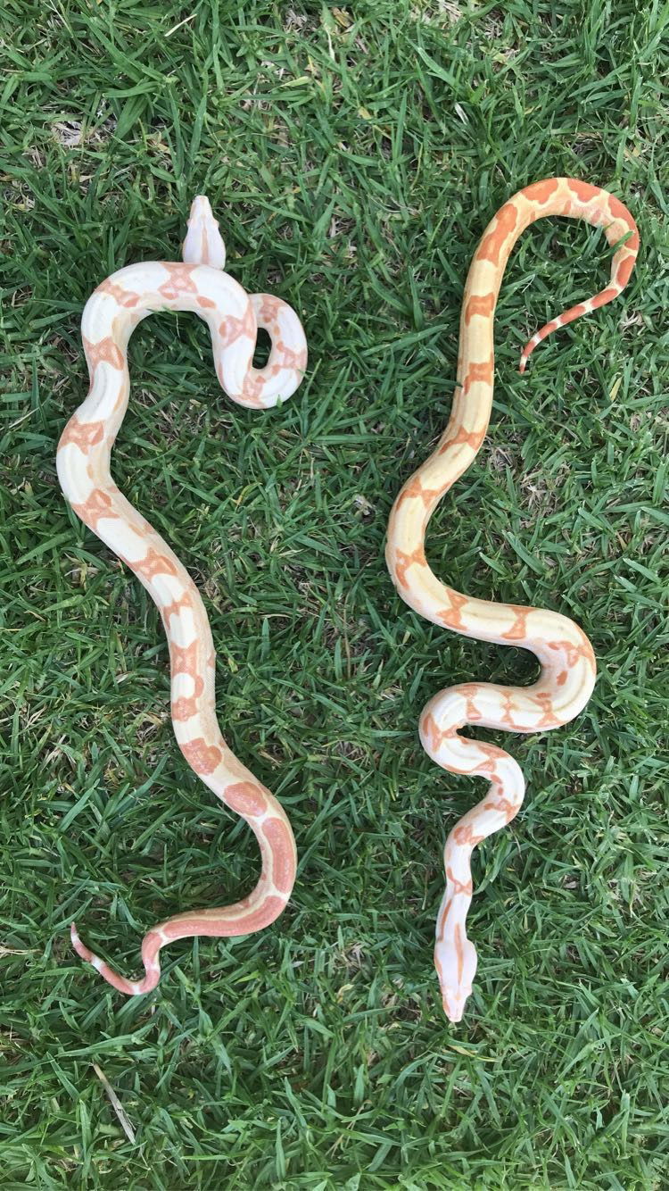 Angiemaima’s Exotics's avatar