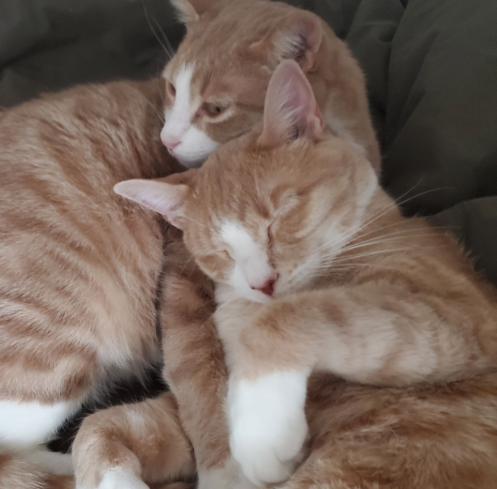 Fabulous Felines's avatar