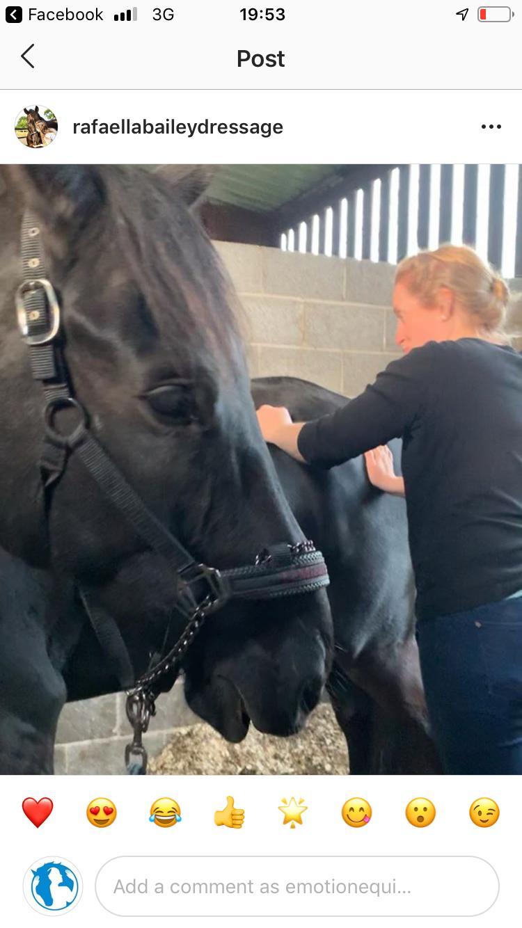 Equine Massage