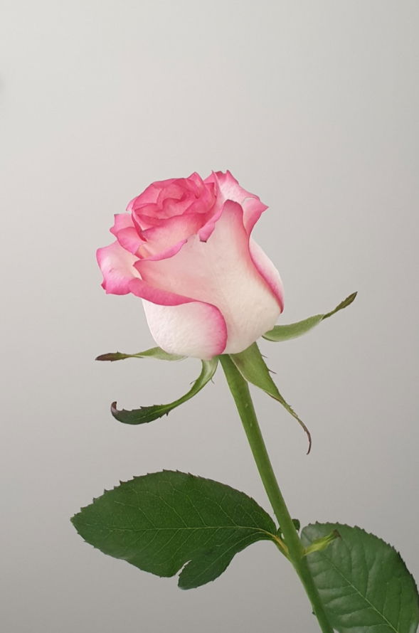 🌷 𝐸𝓁𝑒𝒶 🌷's avatar