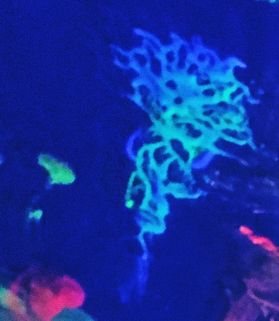 GloPainterFX