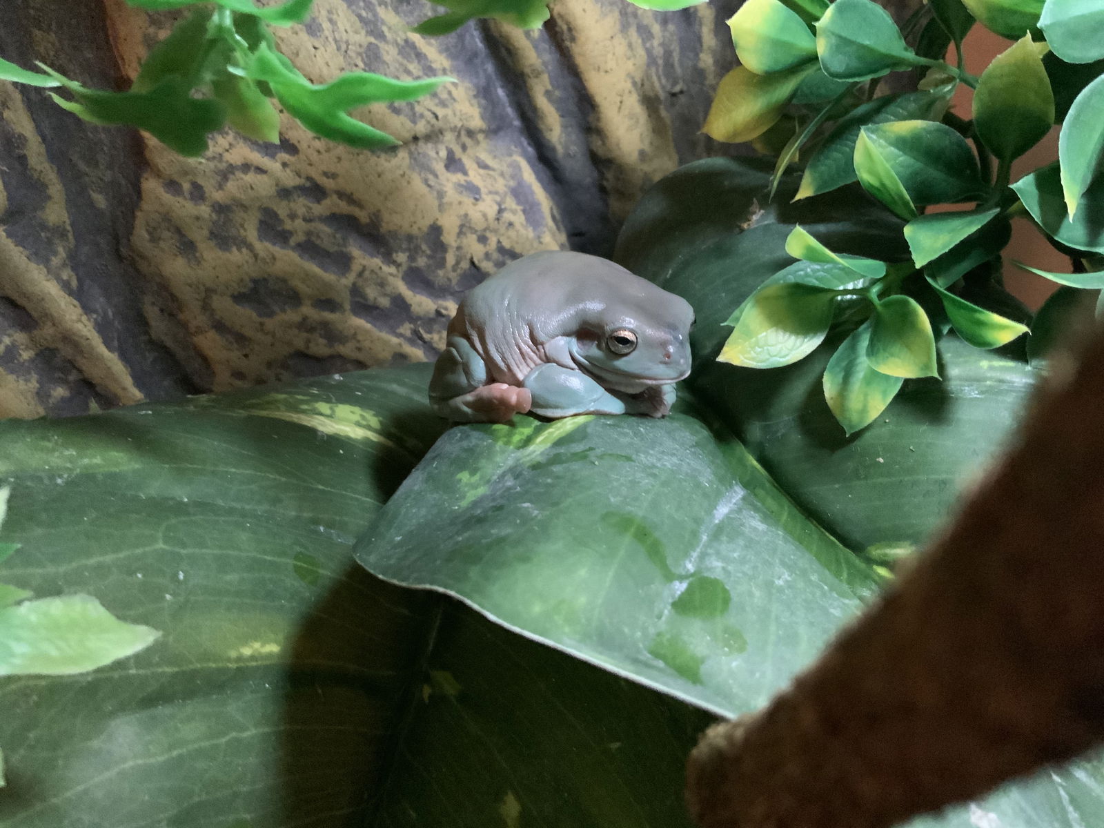 I am a frog named Bingo's avatar