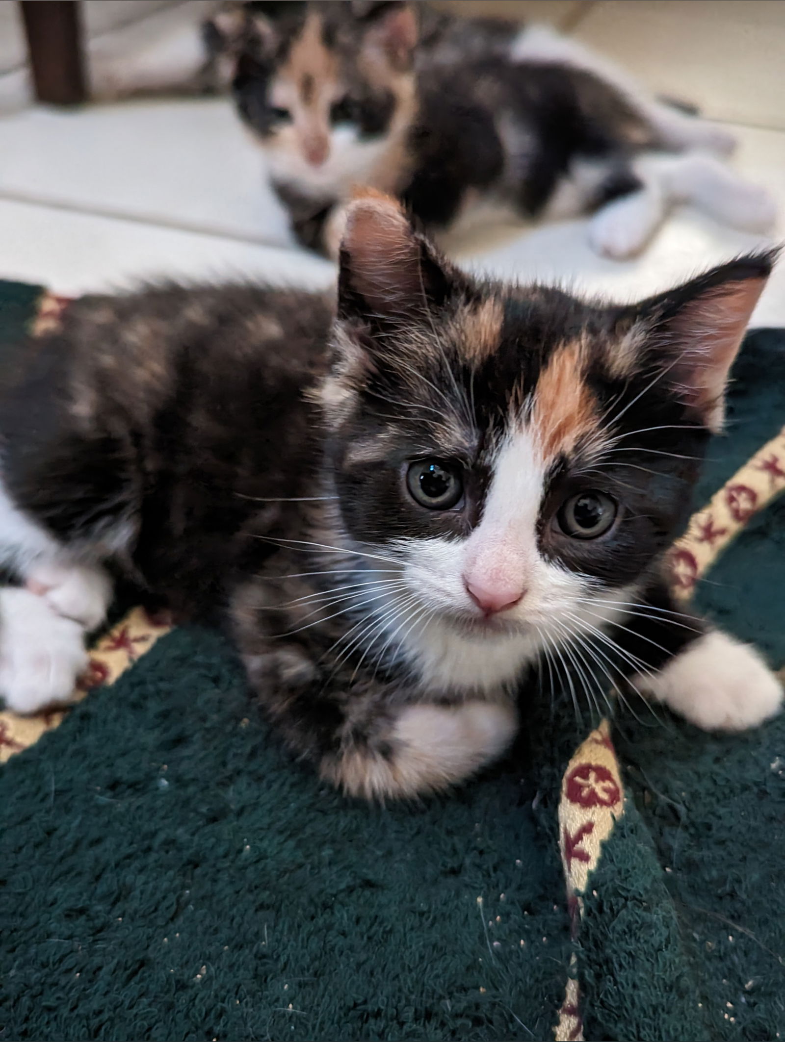 Itty bitty kitties's avatar