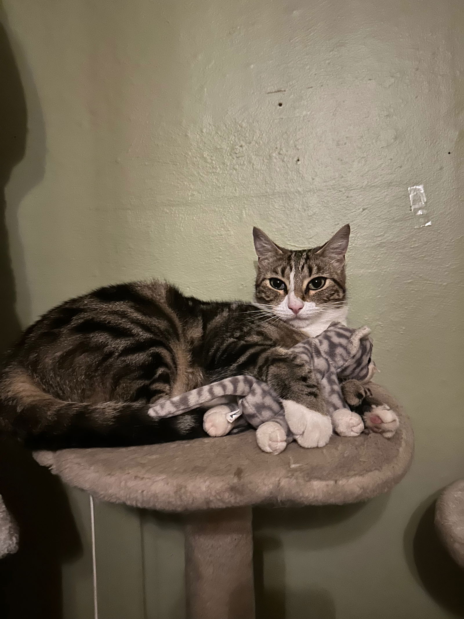 kitten girl's avatar