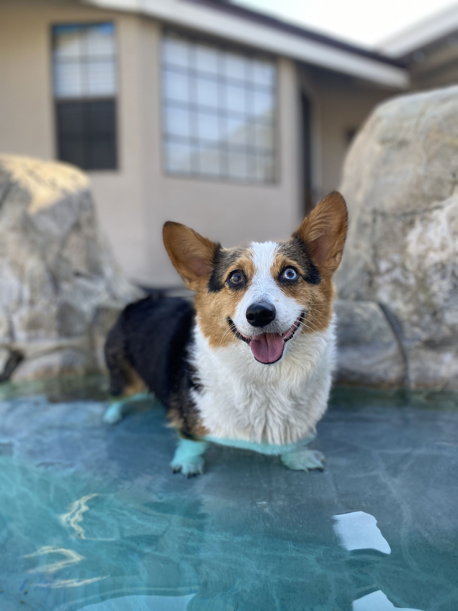 Kona The Corgi's avatar