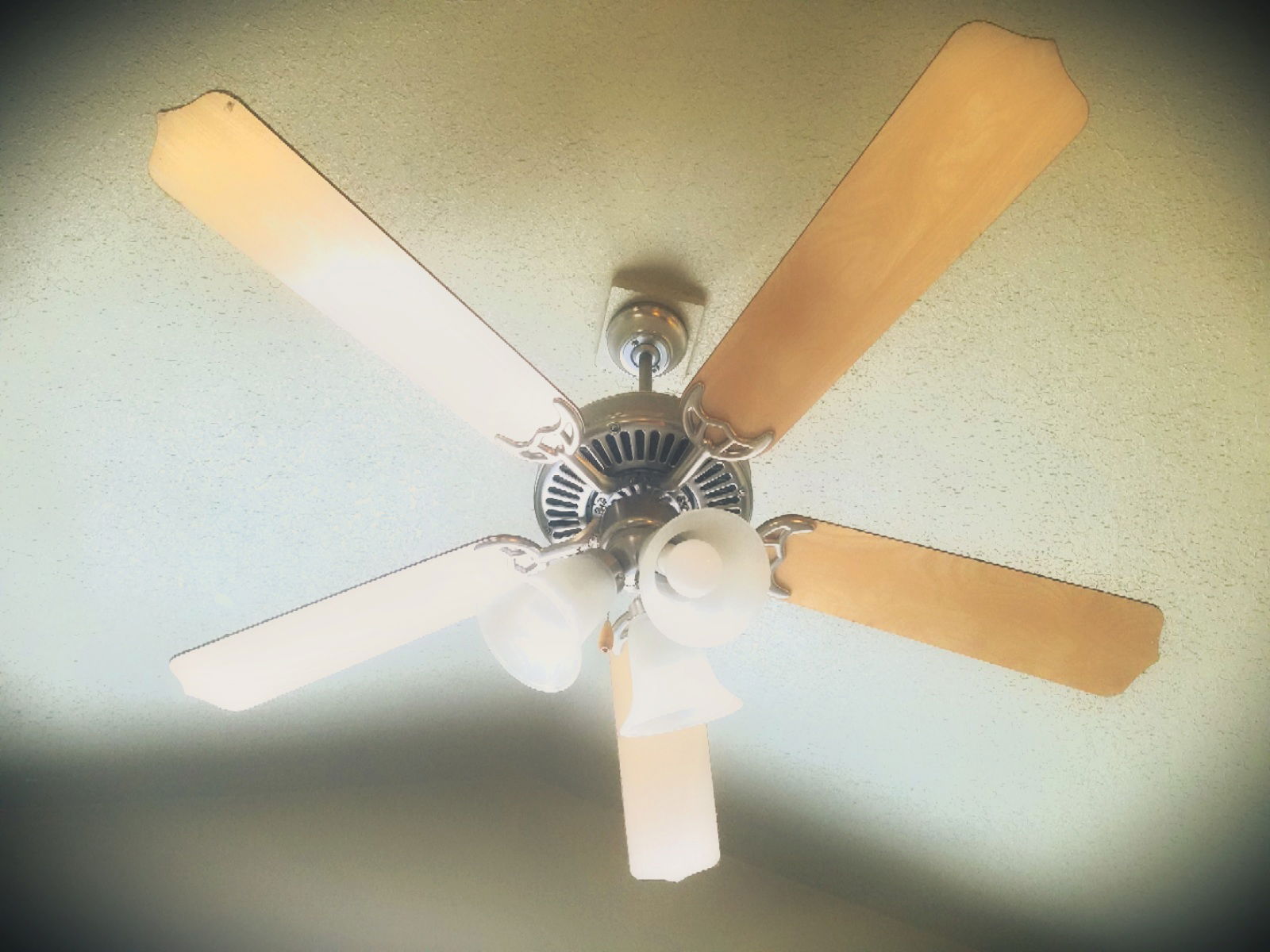The Fans