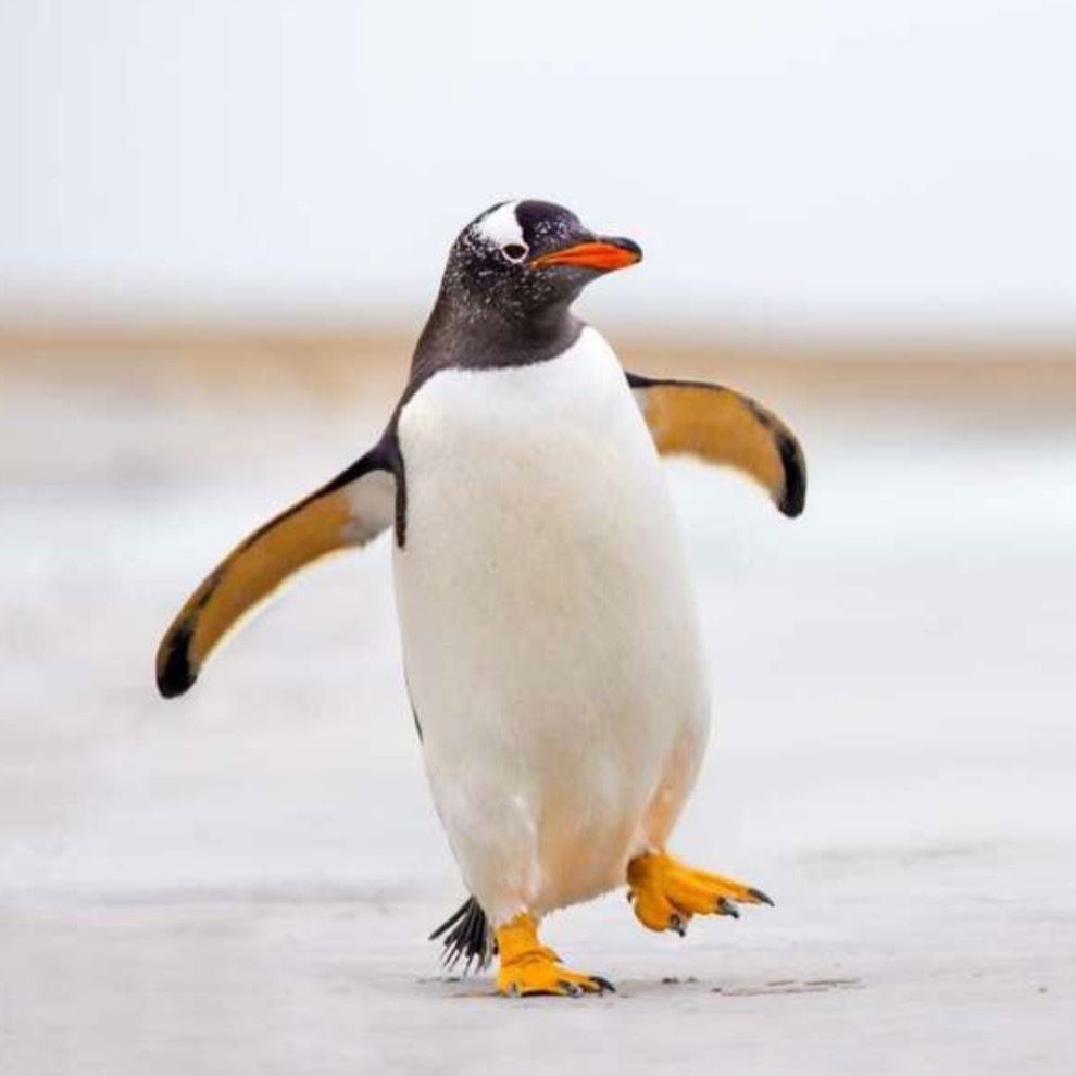 Mülteci Penguen's avatar