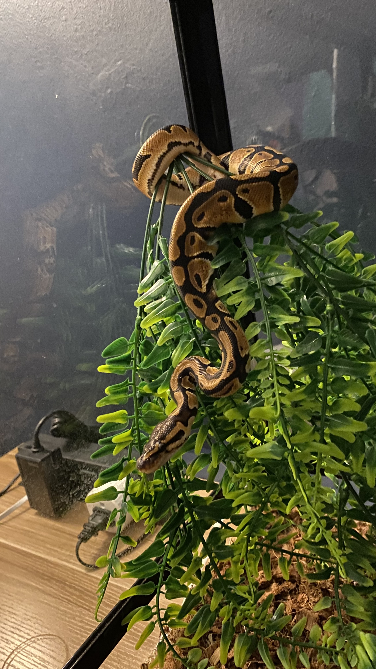 Mila the Snake's avatar