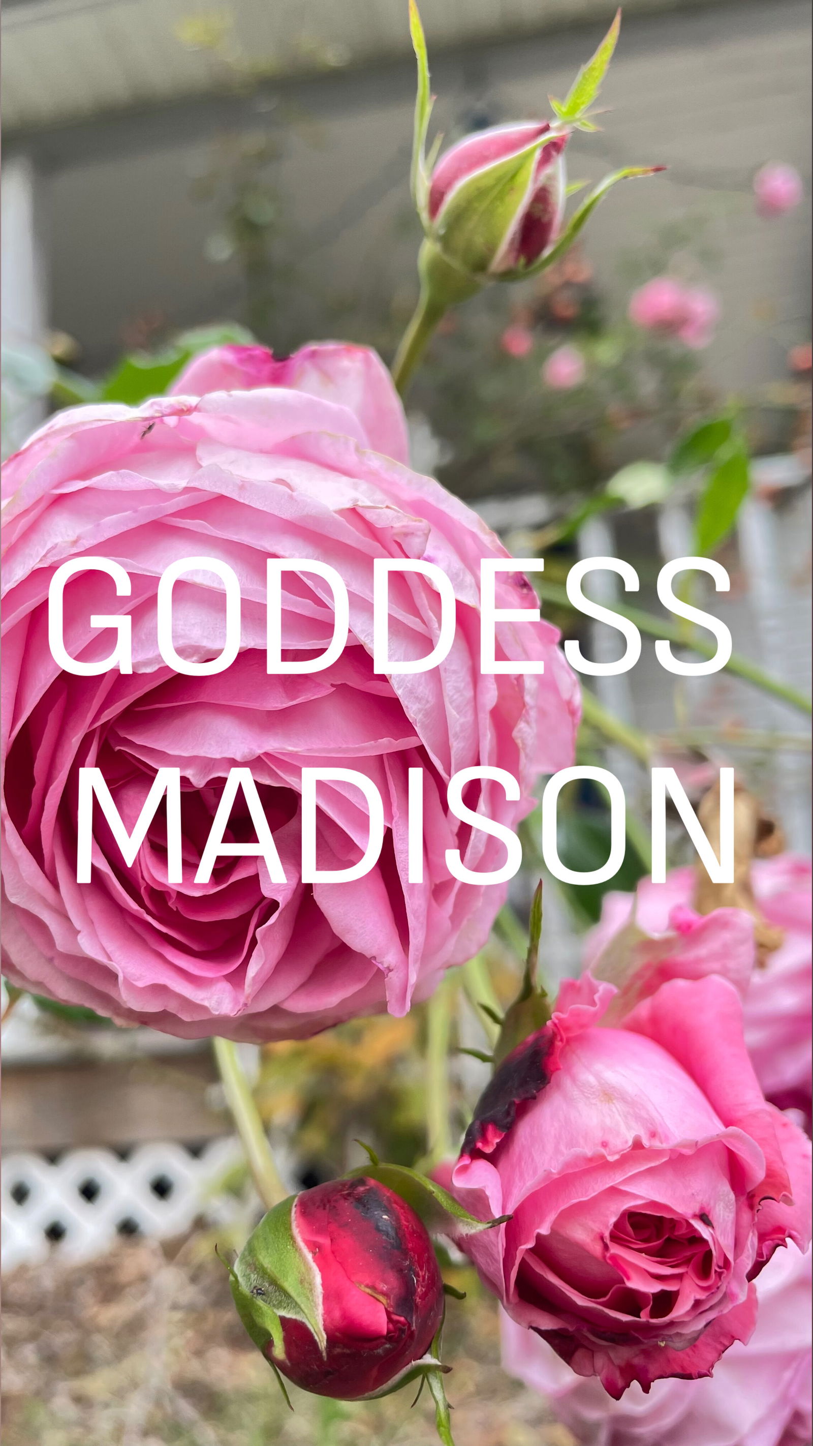 Goddess Madison's avatar