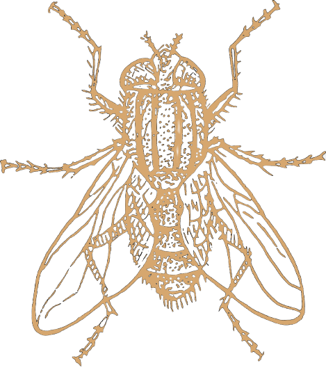 Model Individual
