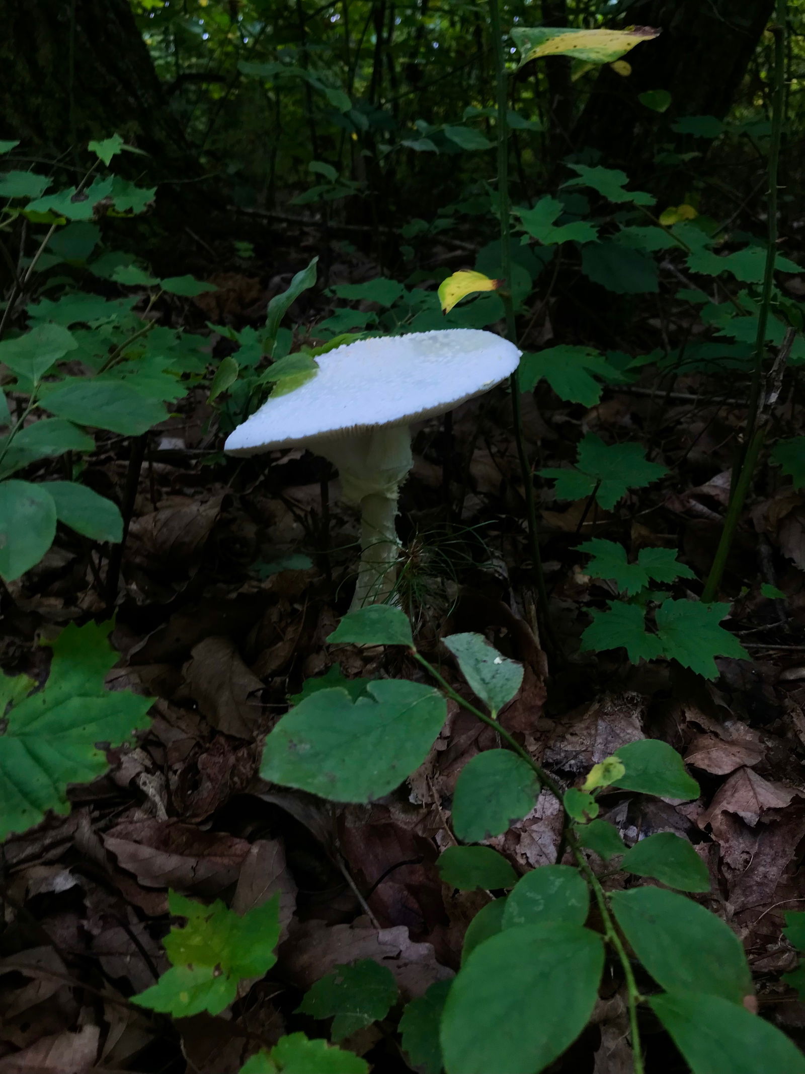 Modest Mushroom