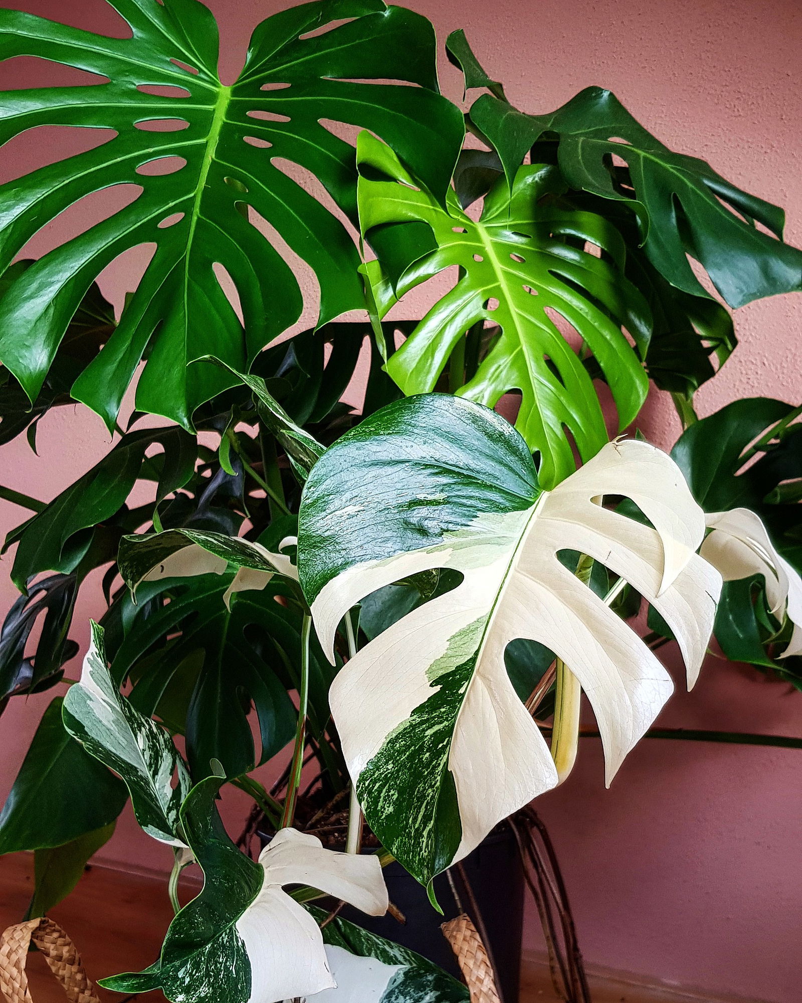 Monstera Mania's avatar