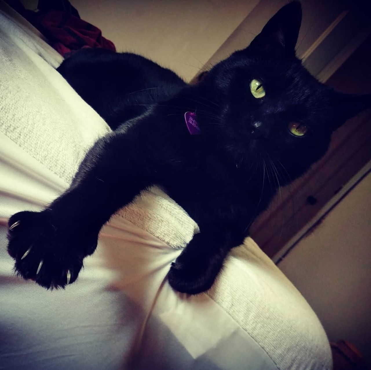 NekOwO's avatar