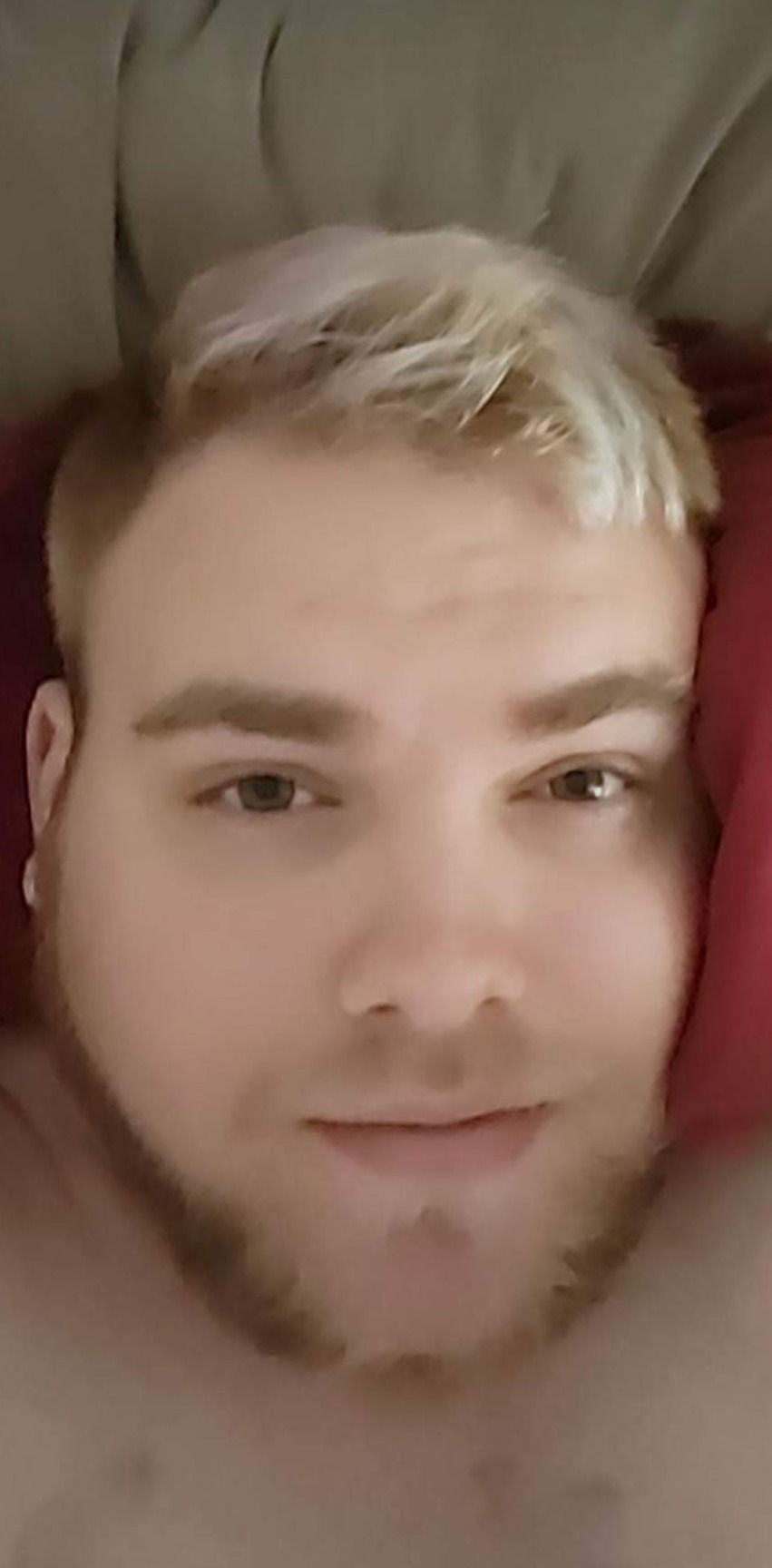 PigBearOddly