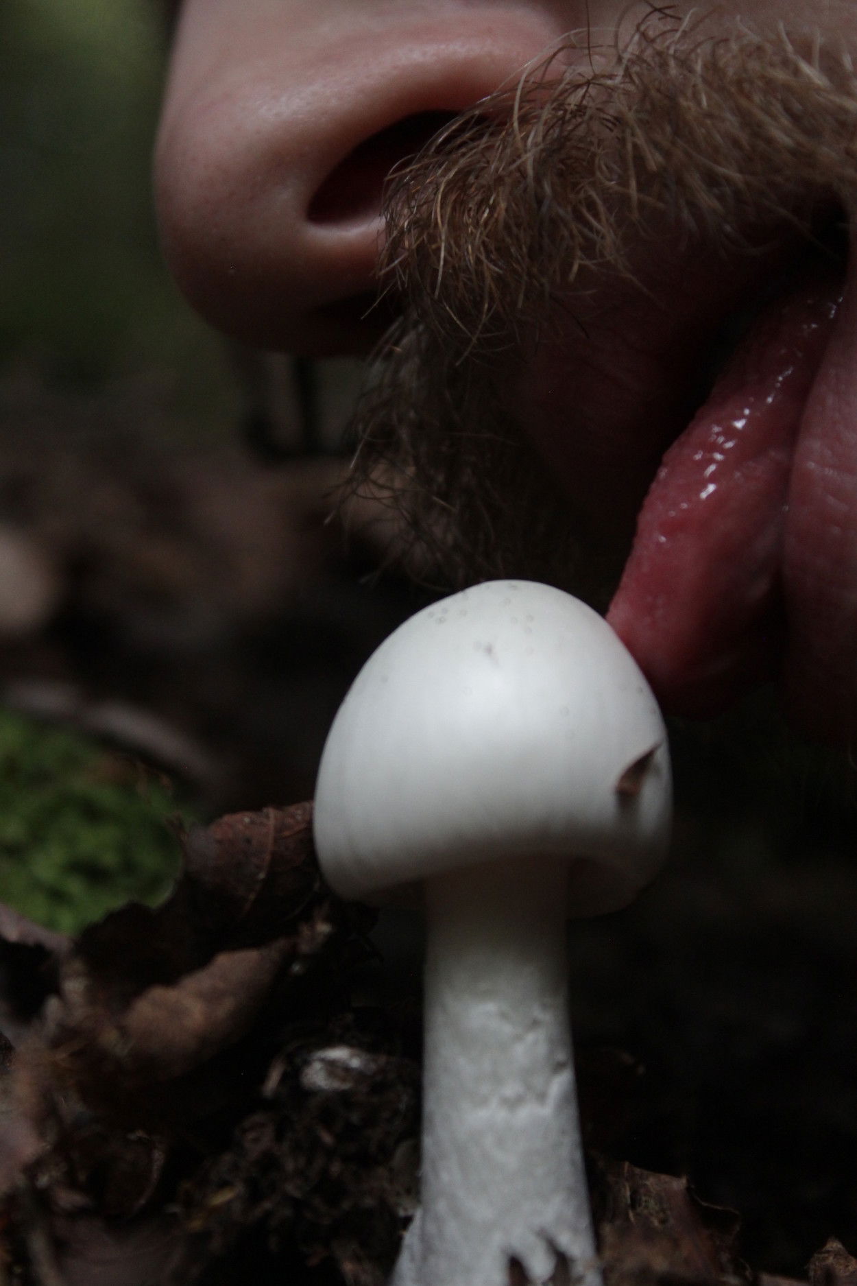 Onlymushrooms's avatar