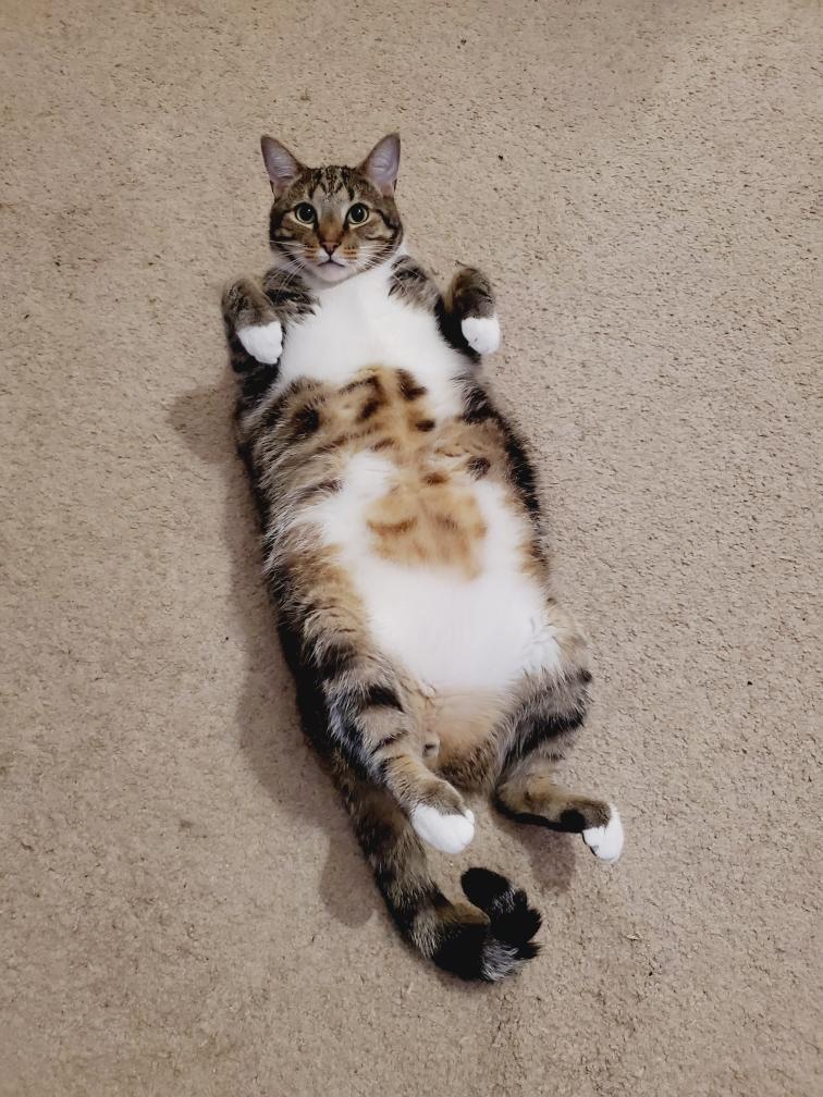 Only Paws's avatar