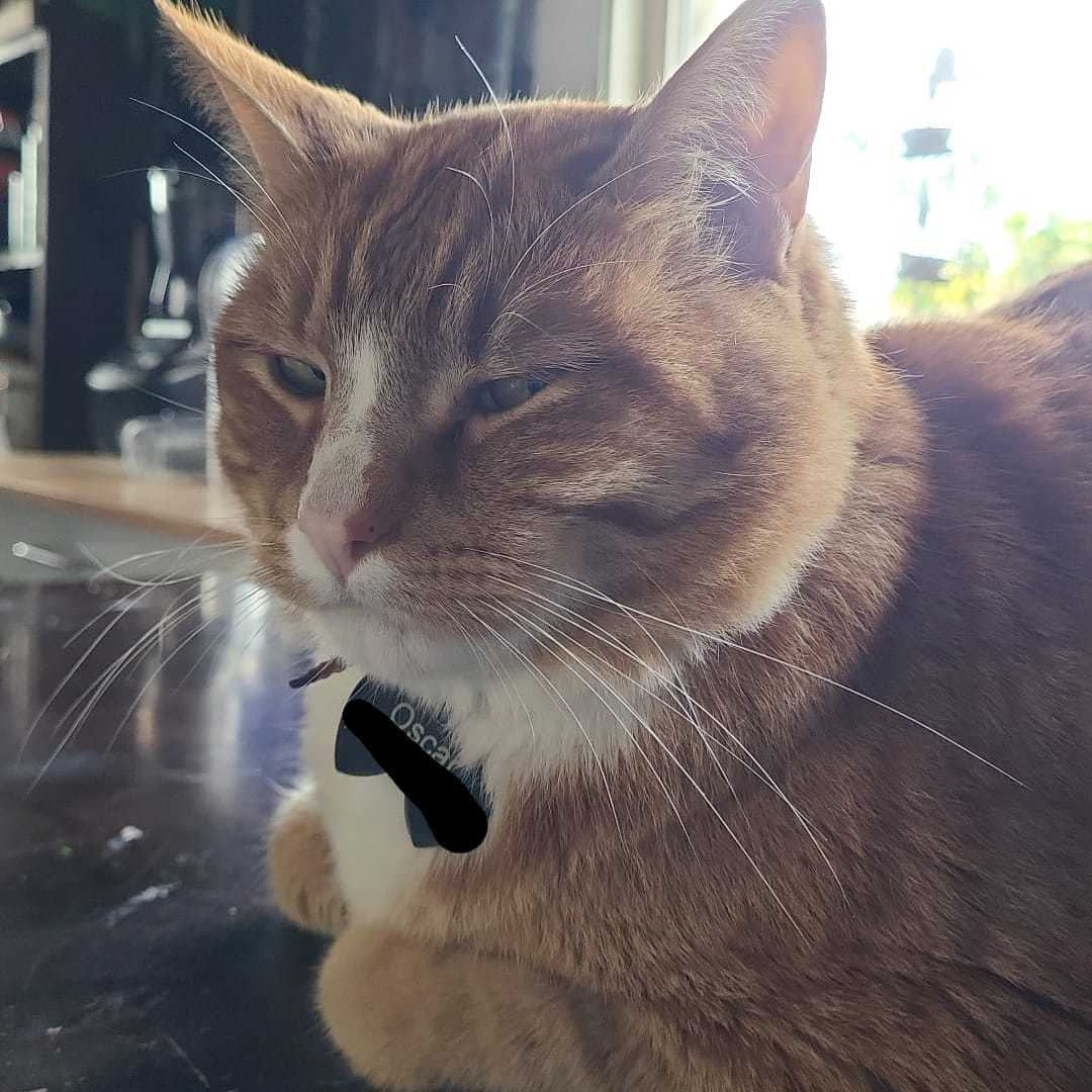 Oscar's avatar