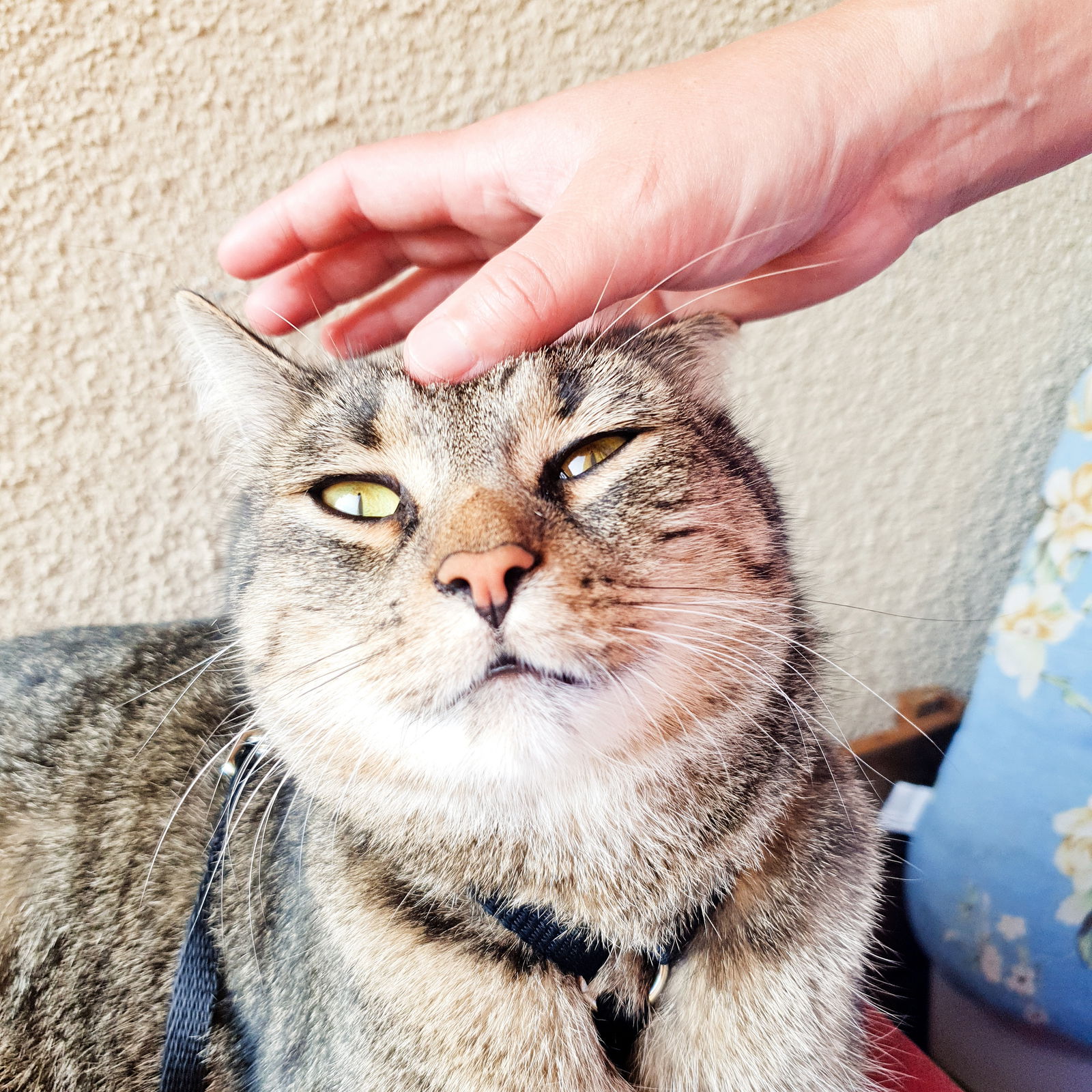 tomcat named Pez's avatar