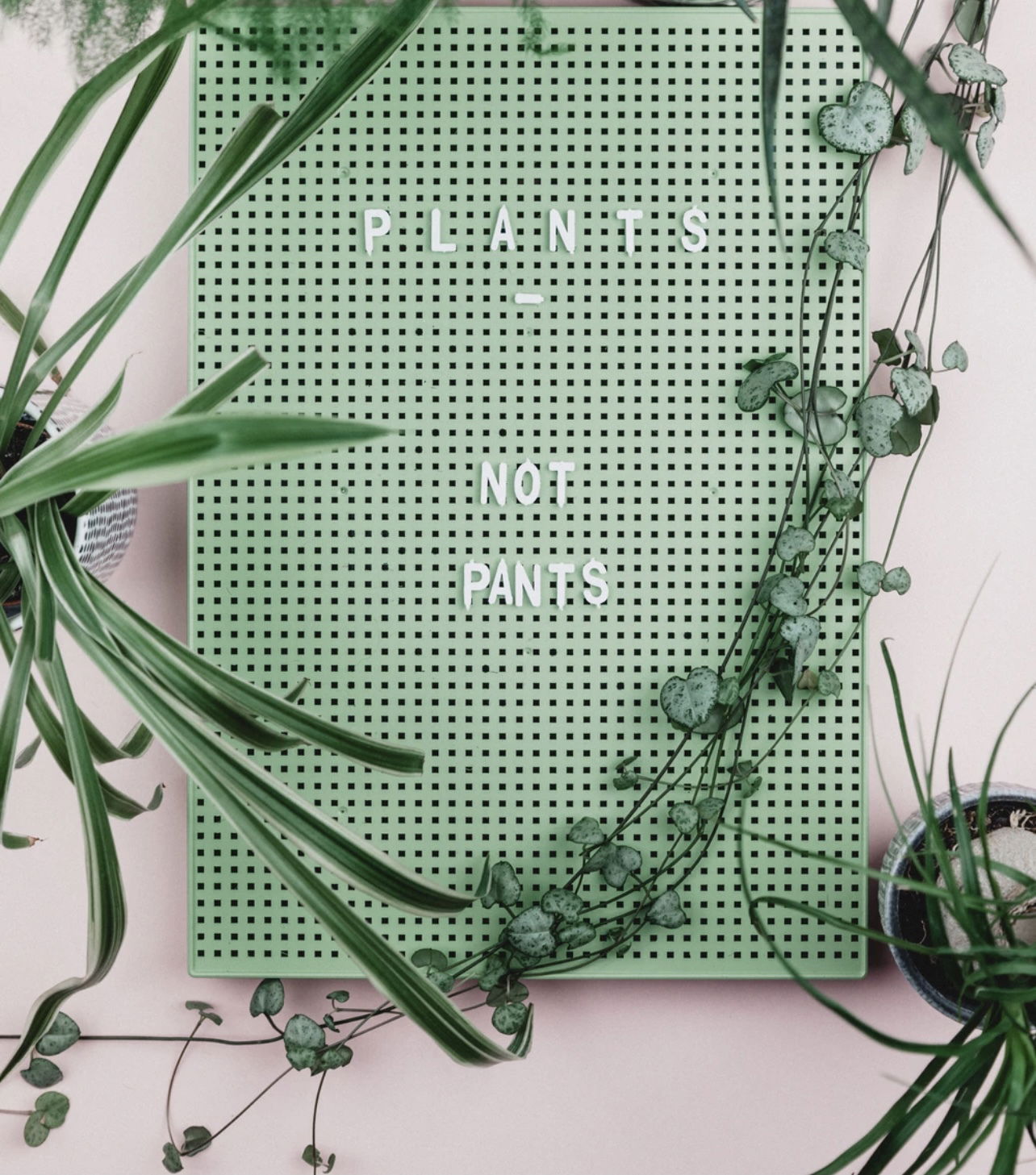 Plants With No Pants's avatar
