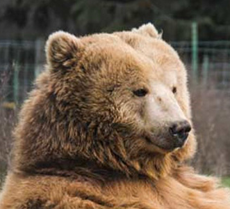 Mama Bear's avatar