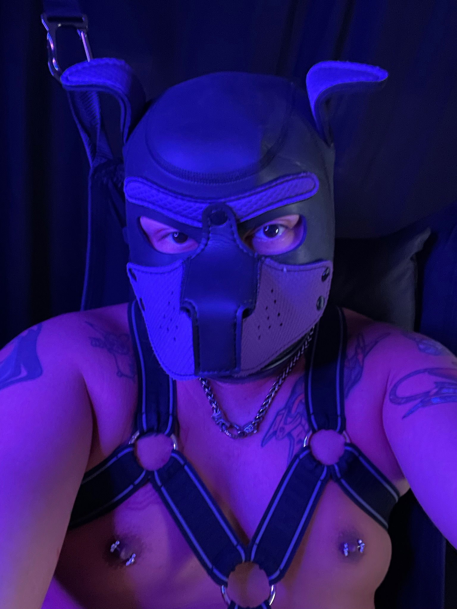 Pup Vexus