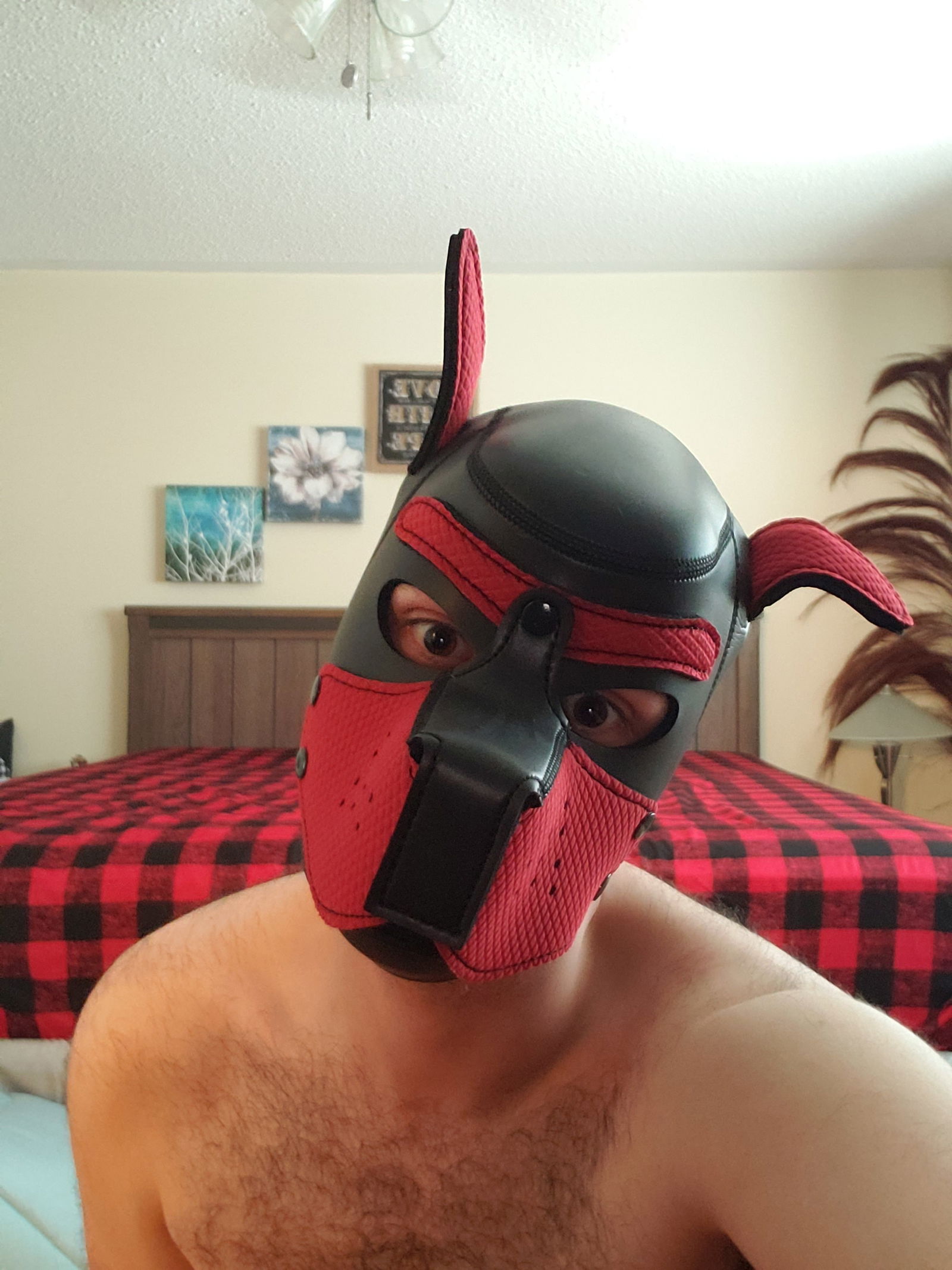 Pupster D's avatar