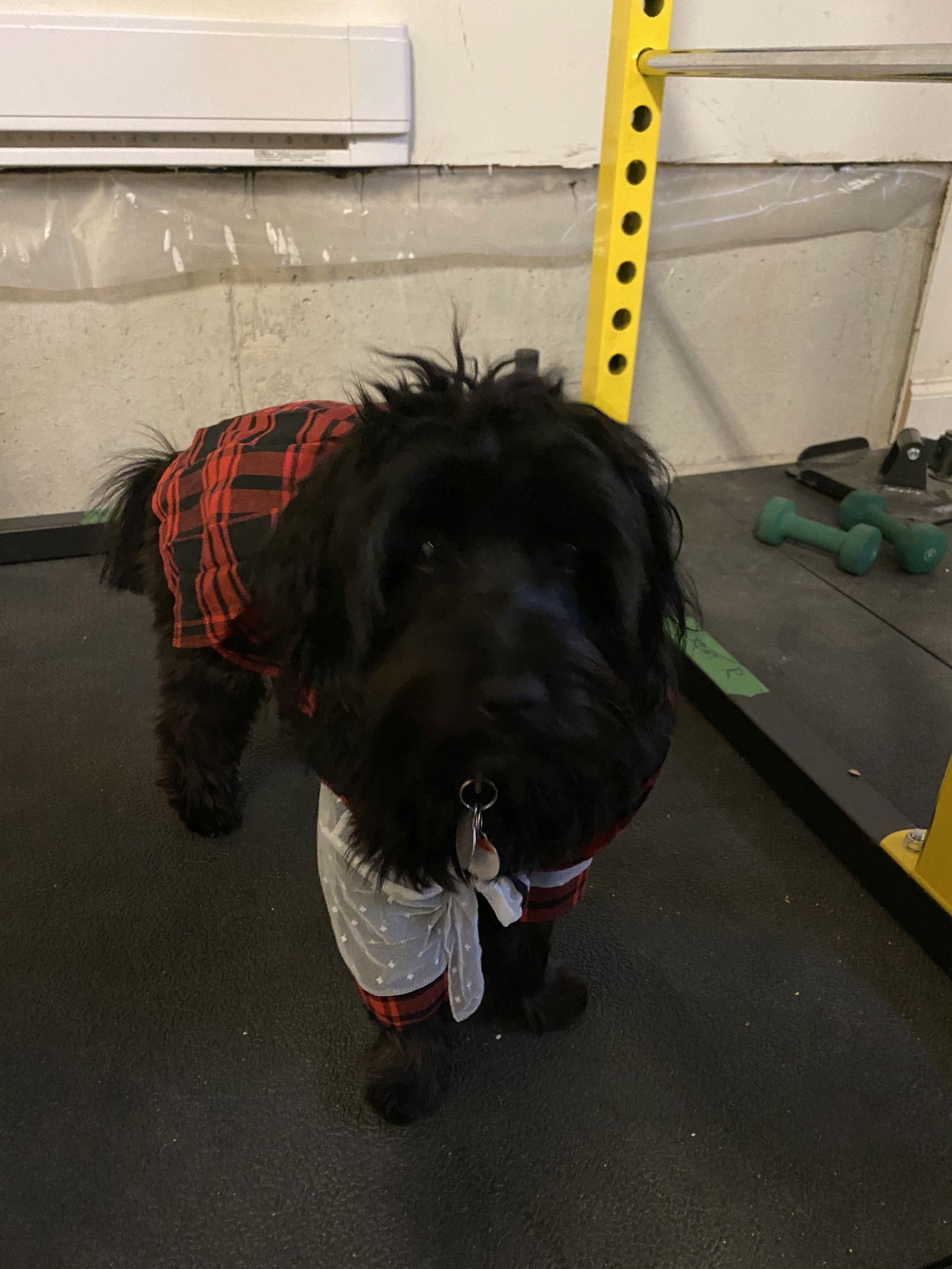 Ronald Oceans Dog's avatar