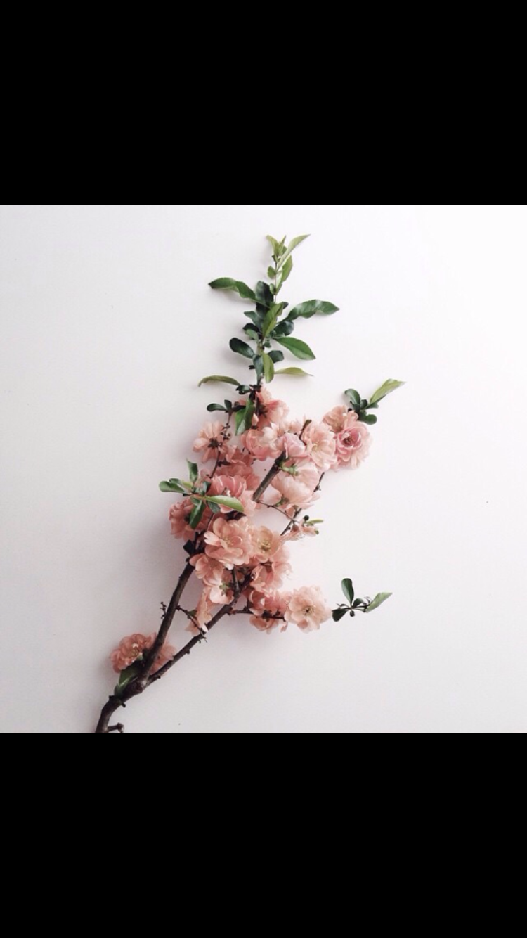 rose's avatar