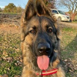 Sarge the Sable's avatar