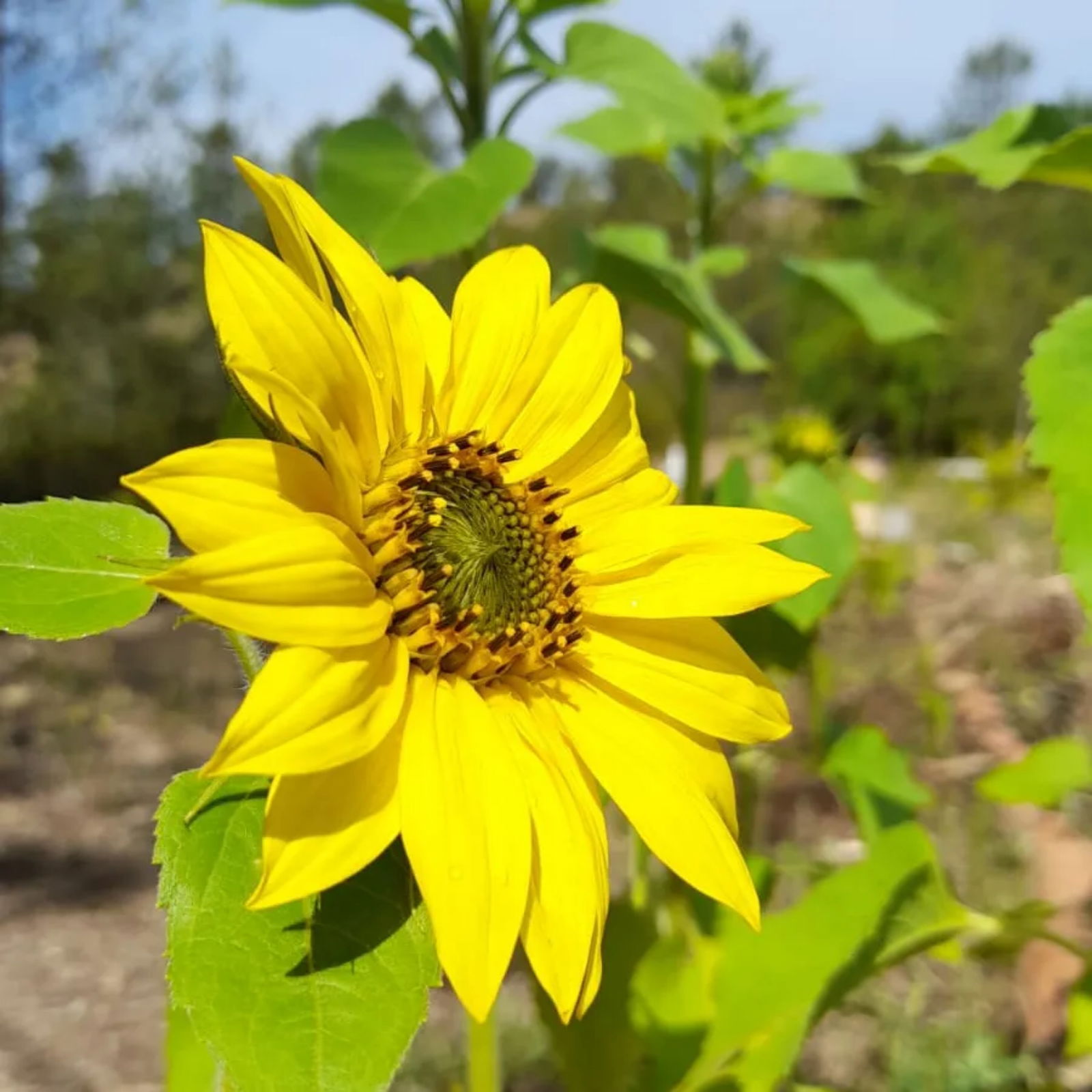 Sunflower Girl