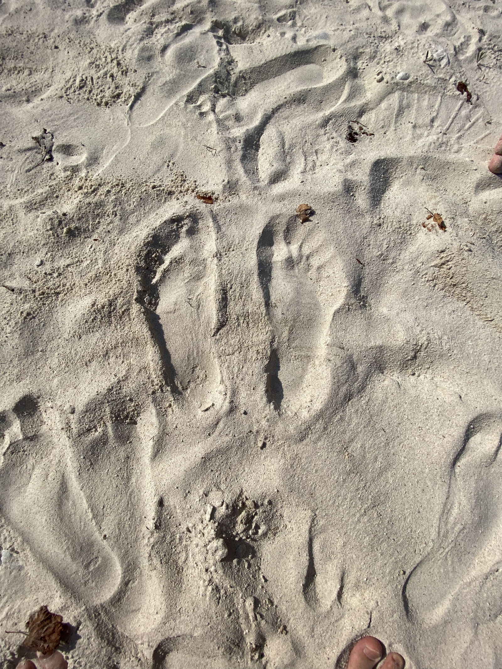 Super Feet's avatar