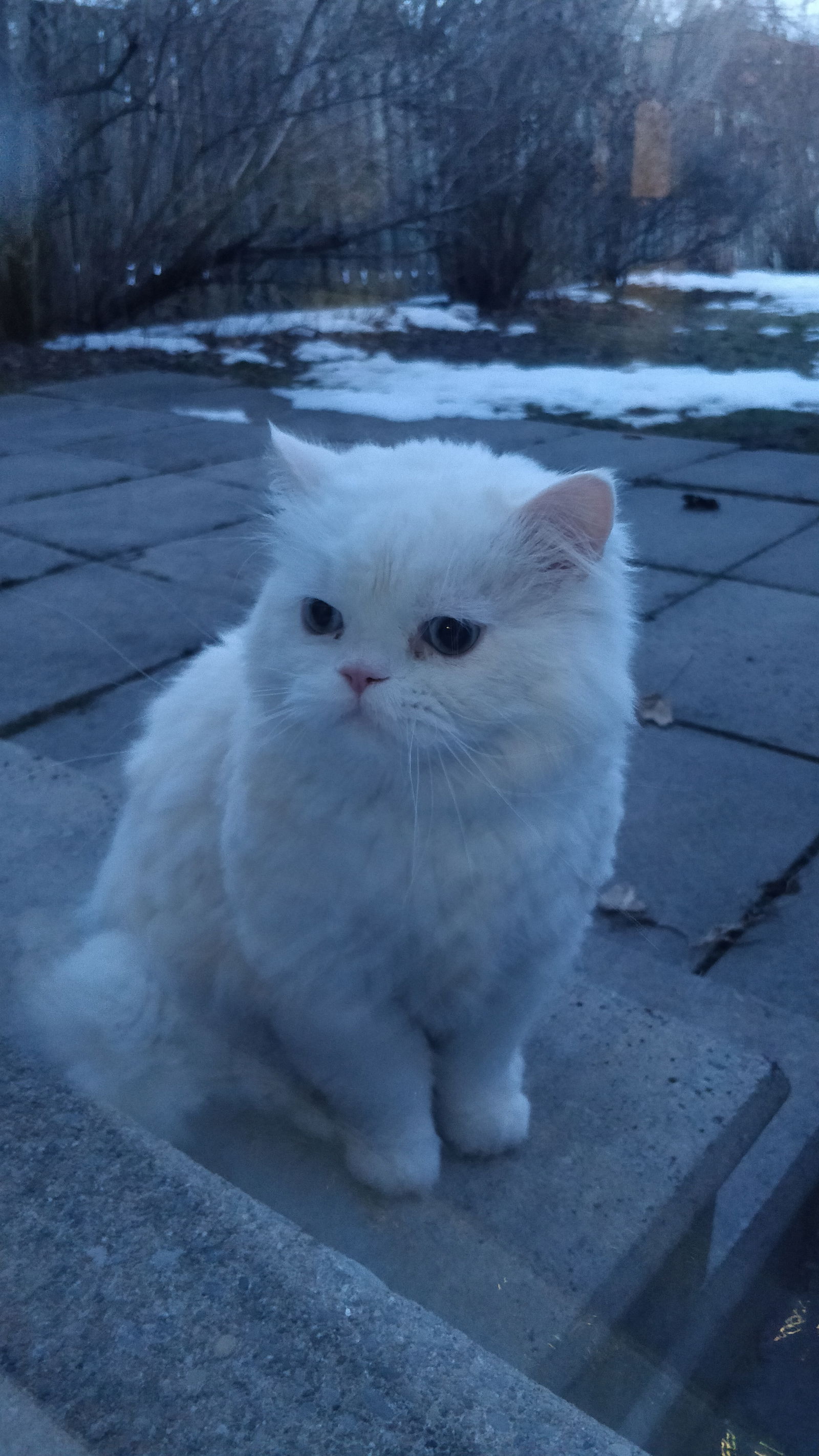 Honey's avatar