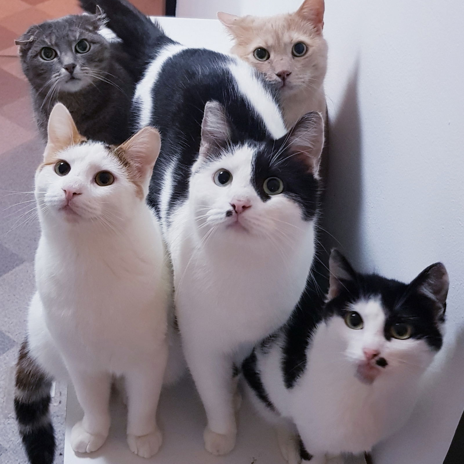 The Cathouse's avatar