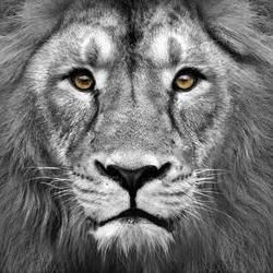 The Roar's avatar