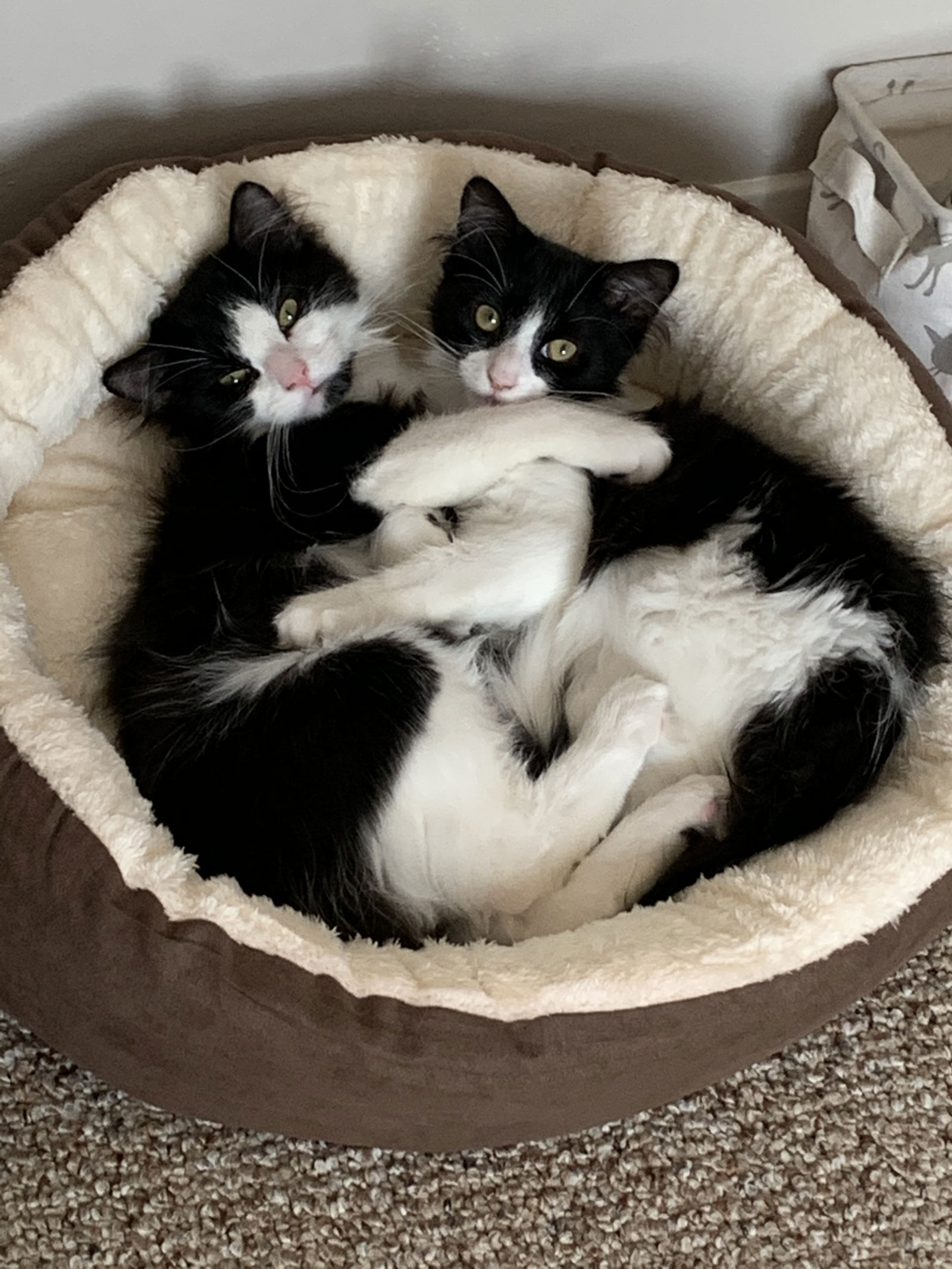 Charlie and Layla's avatar