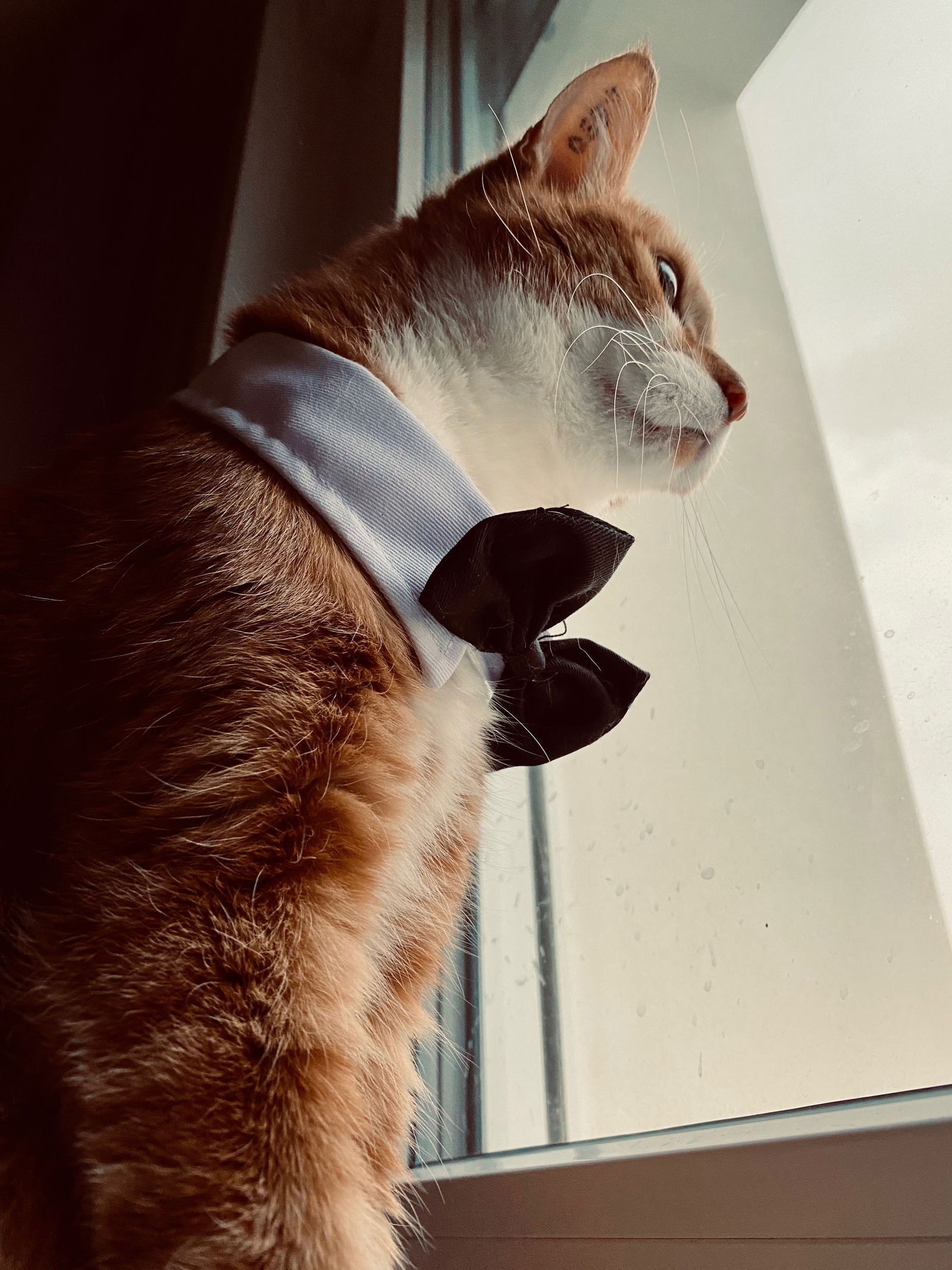 red_pussycat