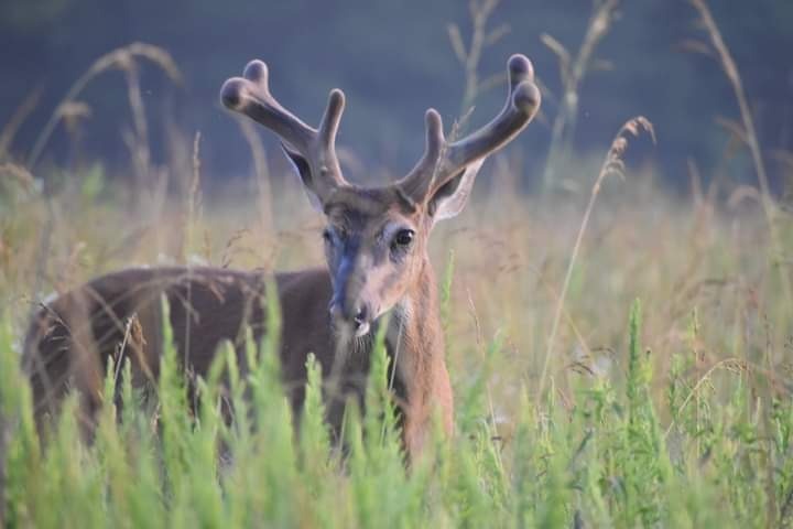 JK Johnson's Photography